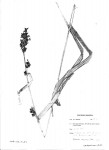 Scleria racemosa