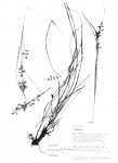 Carex macrophyllidion