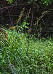 Carex spicato-paniculata