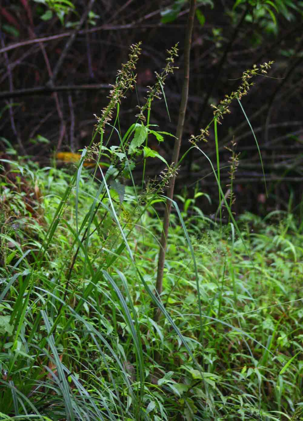 Carex spicato-paniculata