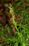 Carex spicato-paniculata