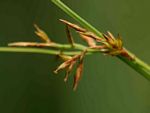 Carex spicato-paniculata