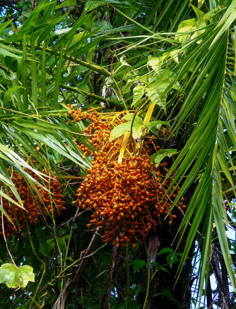 Phoenix reclinata