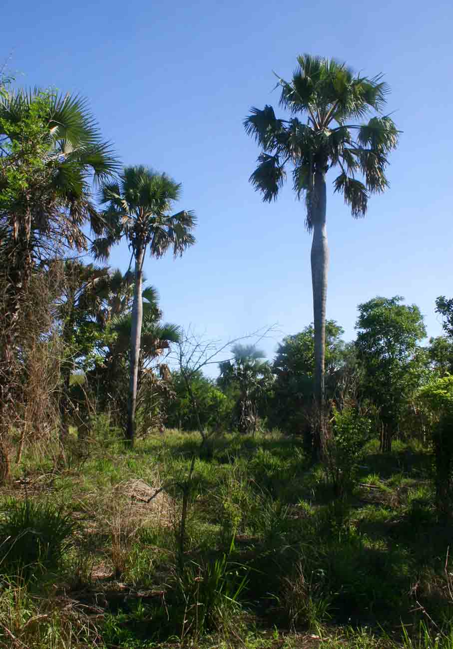 Borassus aethiopum