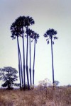 Borassus aethiopum