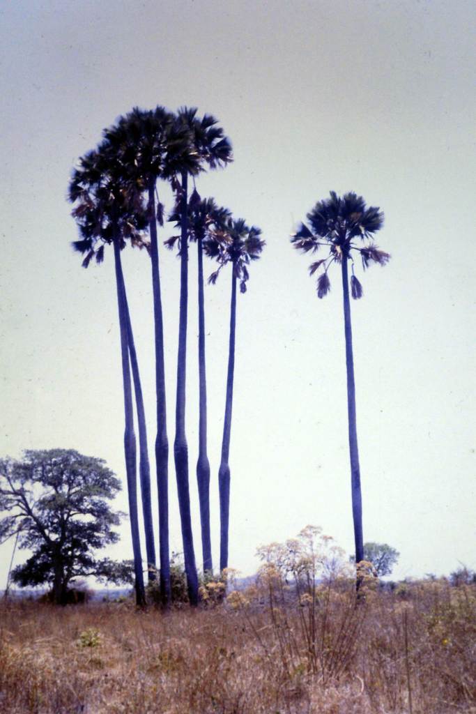 Borassus aethiopum
