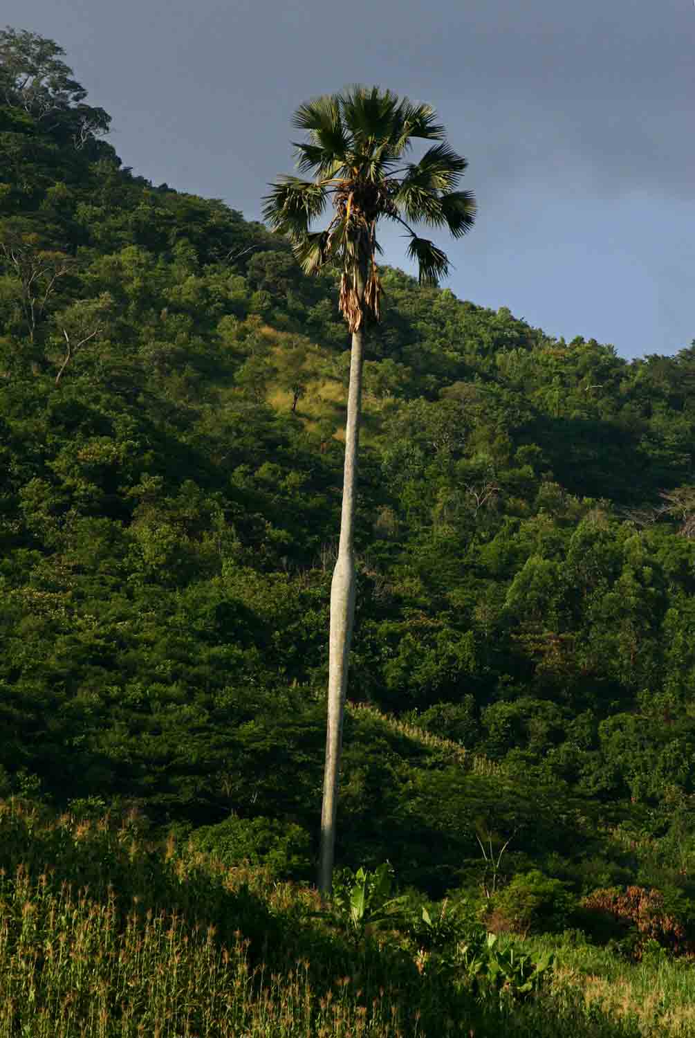 Borassus aethiopum