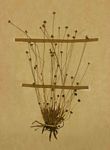 Eriocaulon fuscum