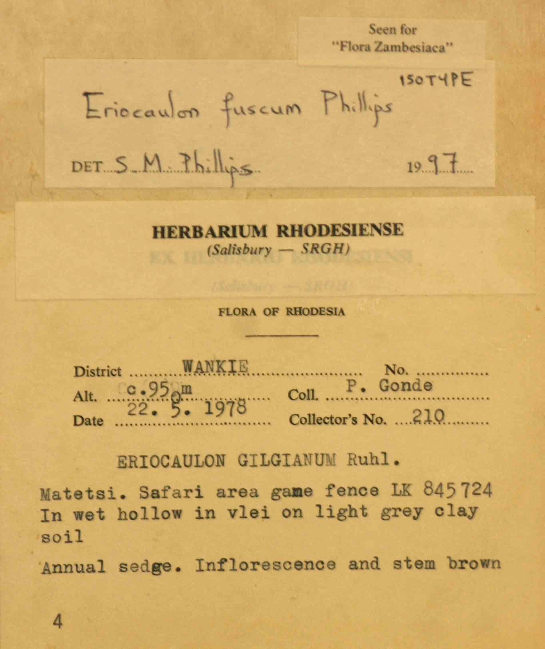 Eriocaulon fuscum