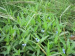 Commelina diffusa subsp. diffusa