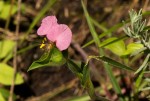 Commelina neurophylla
