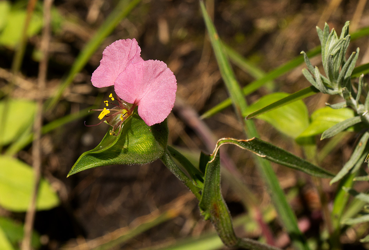 Commelina neurophylla