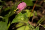Commelina neurophylla