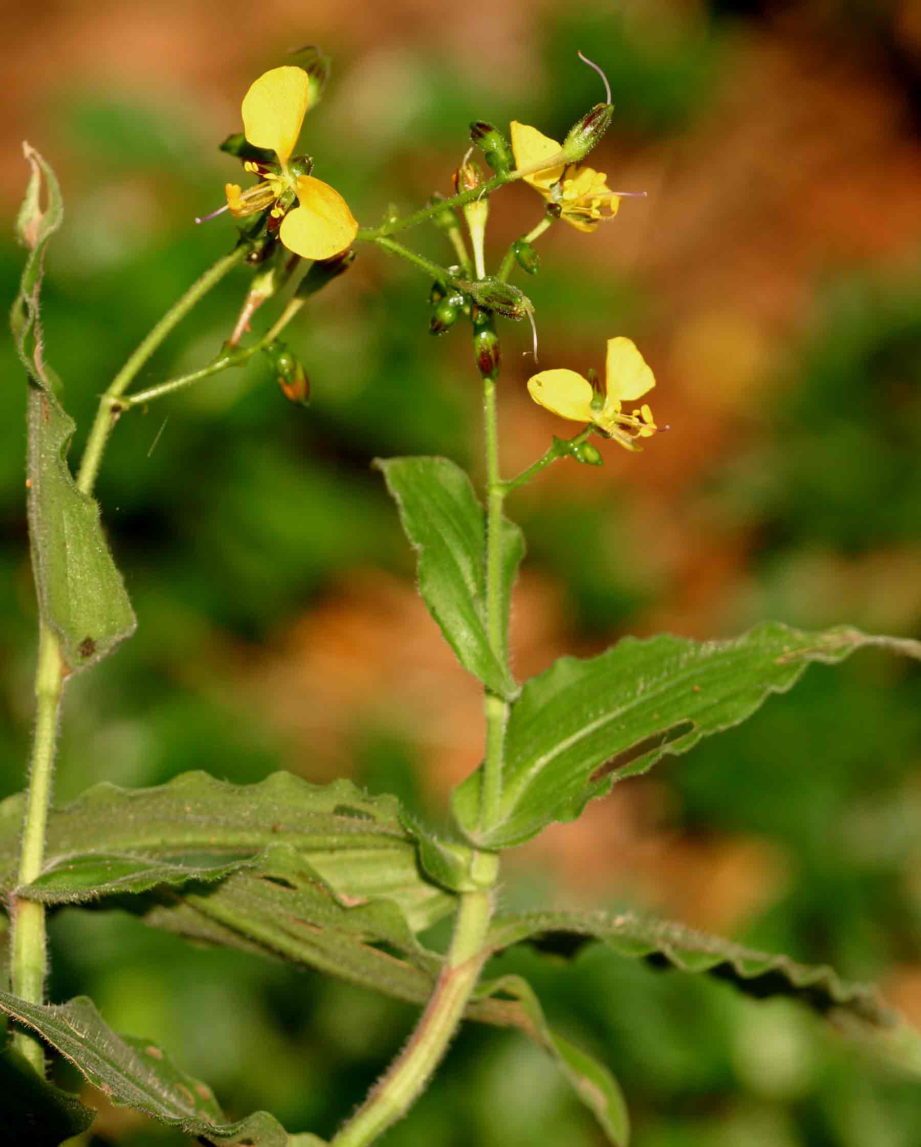 Aneilema aequinoctiale