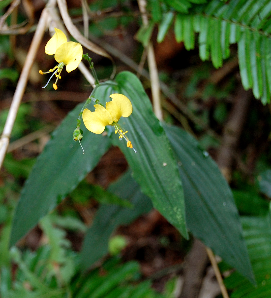 Aneilema aequinoctiale