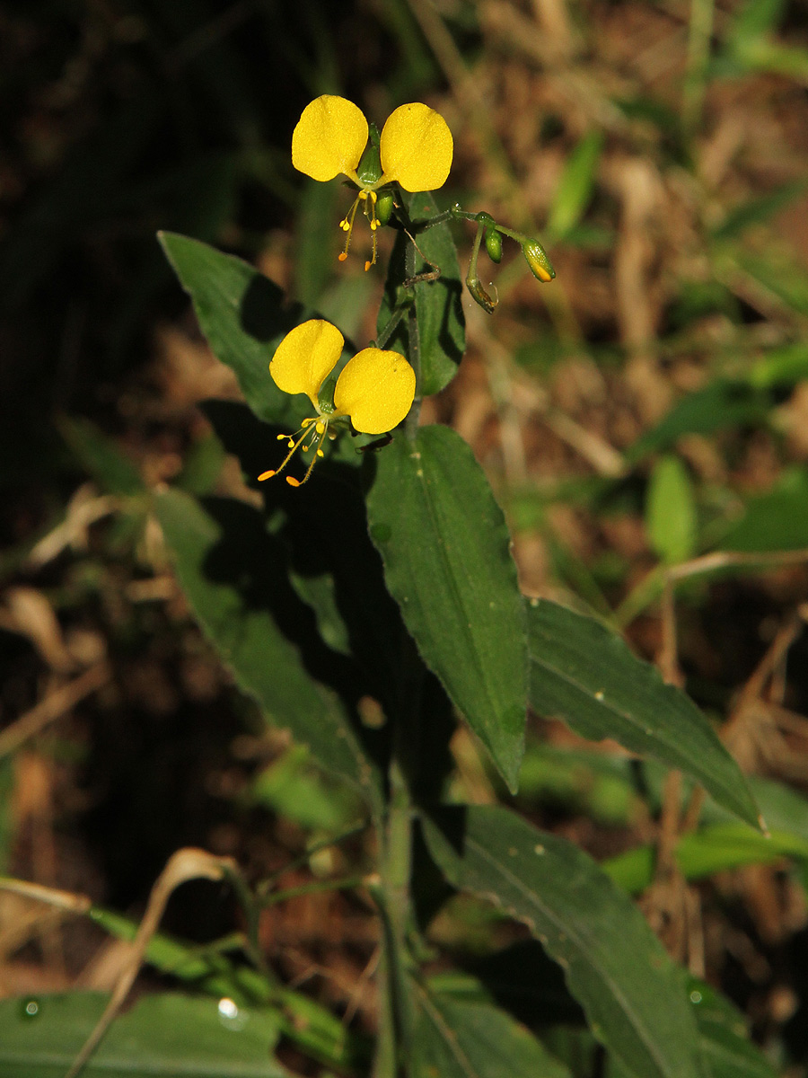Aneilema aequinoctiale
