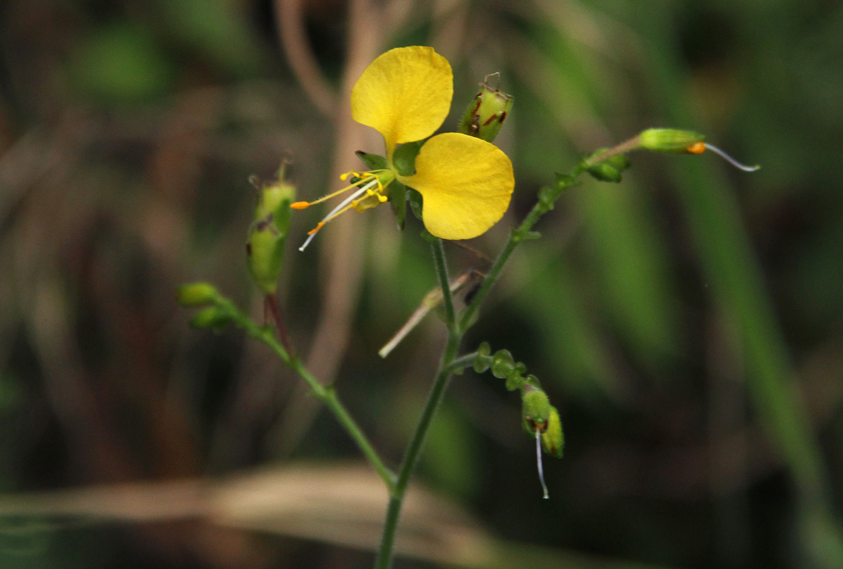 Aneilema aequinoctiale