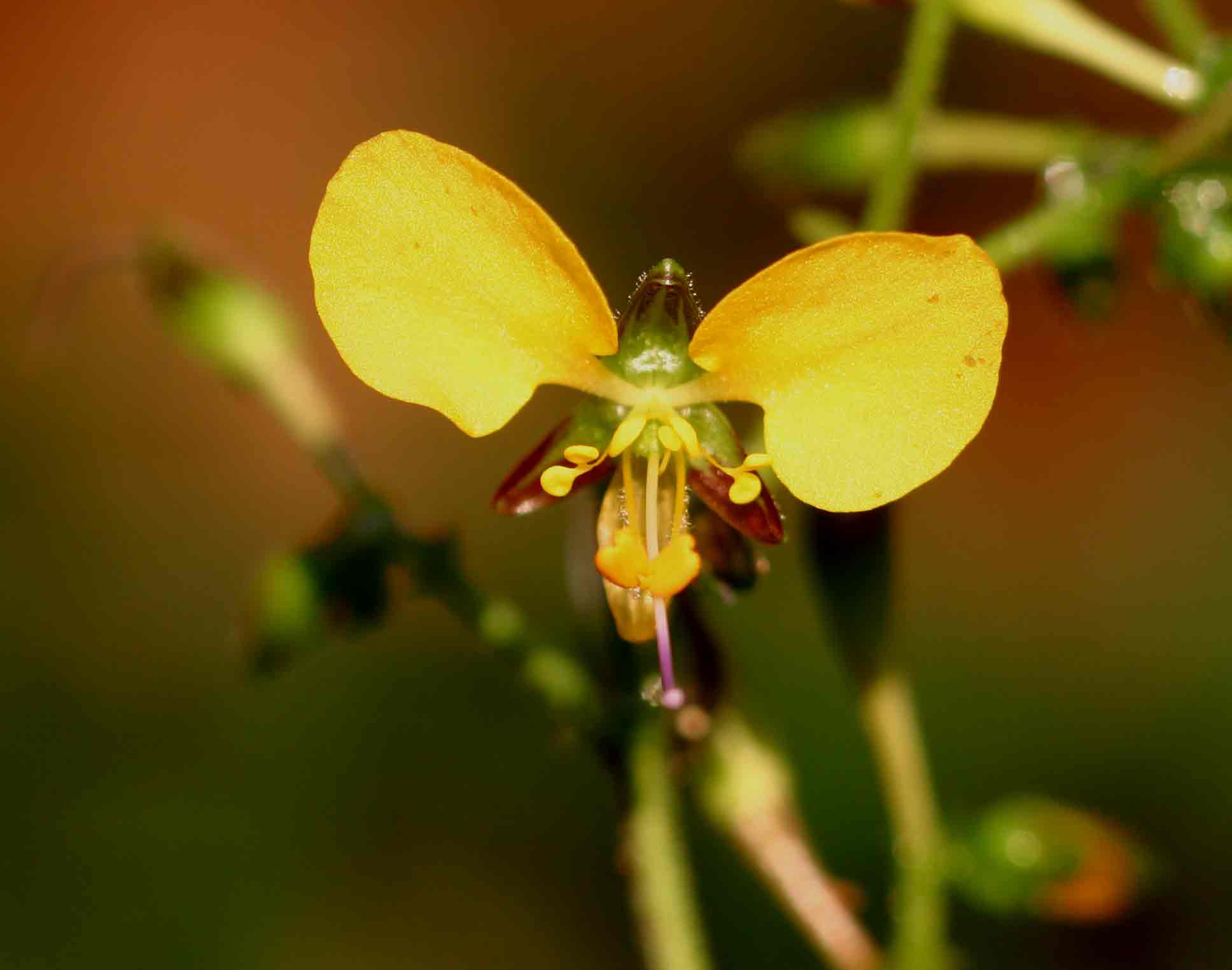 Aneilema aequinoctiale