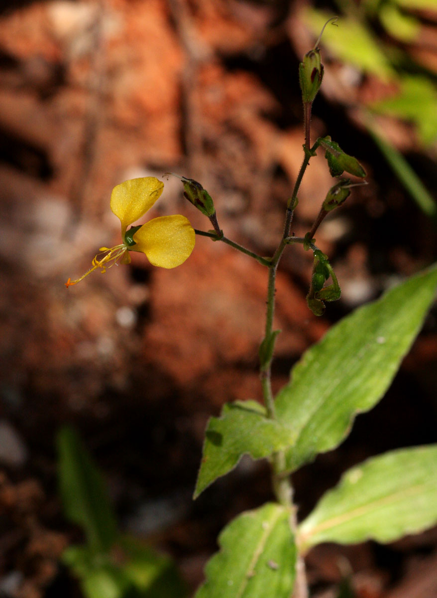Aneilema aequinoctiale