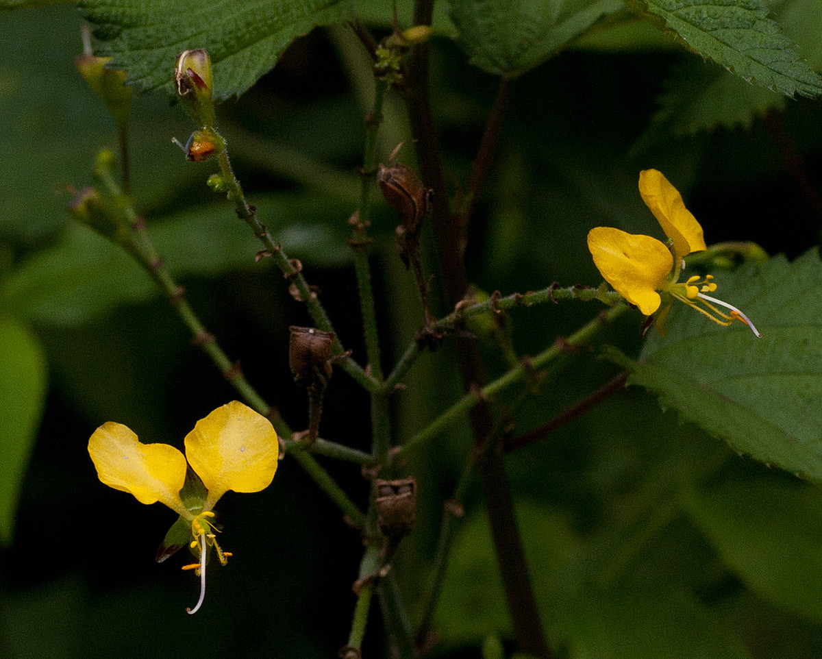 Aneilema aequinoctiale