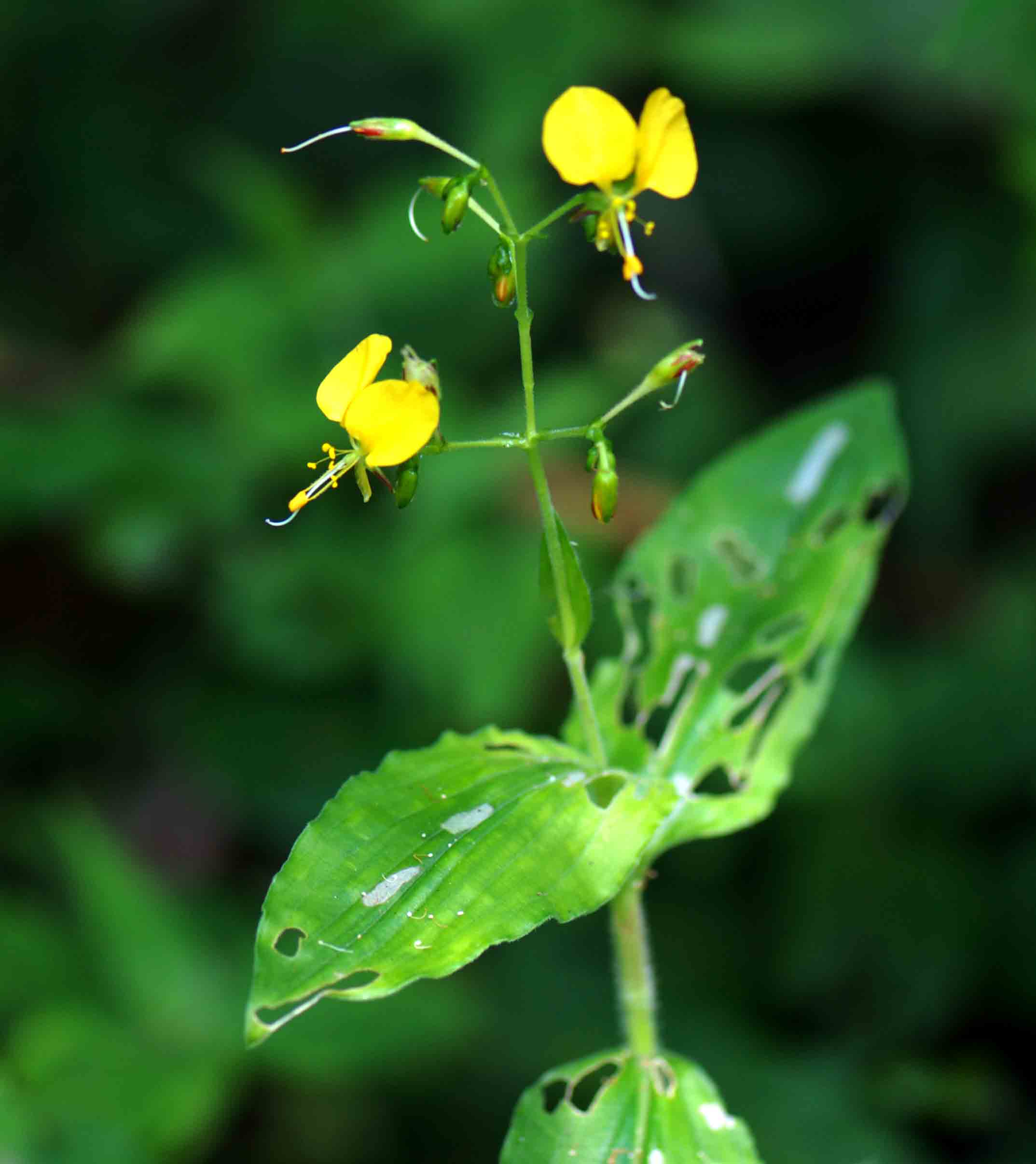 Aneilema aequinoctiale
