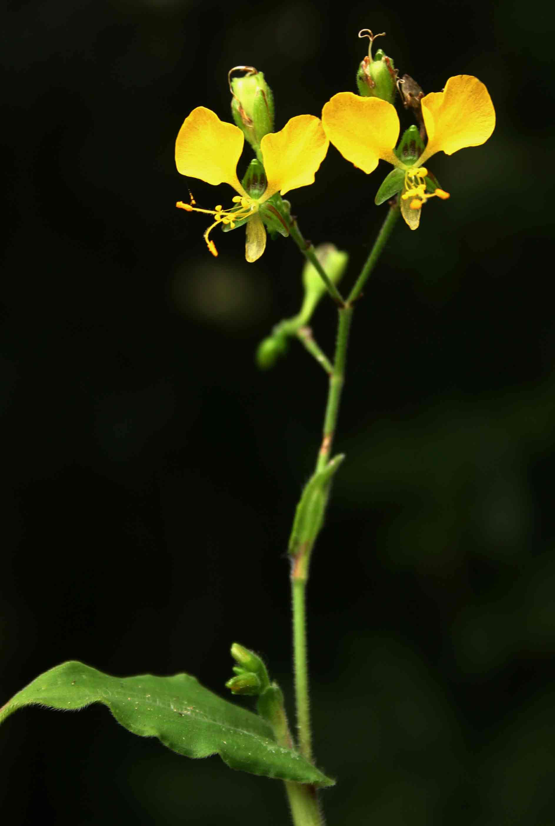 Aneilema aequinoctiale