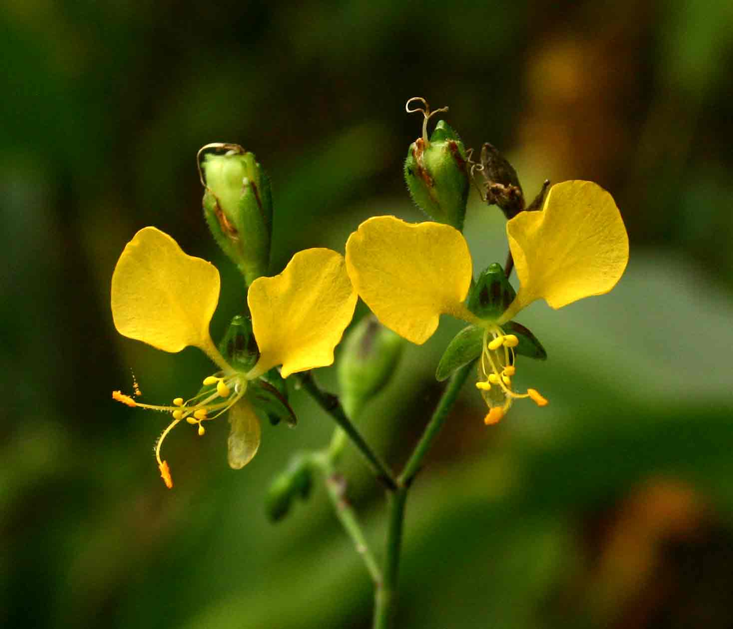 Aneilema aequinoctiale