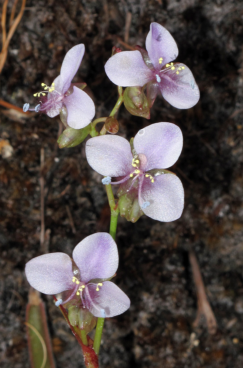 Murdannia simplex
