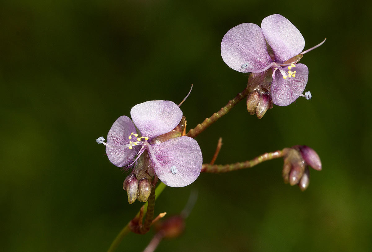 Murdannia simplex