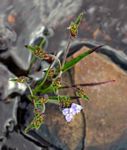 Cyanotis vaga