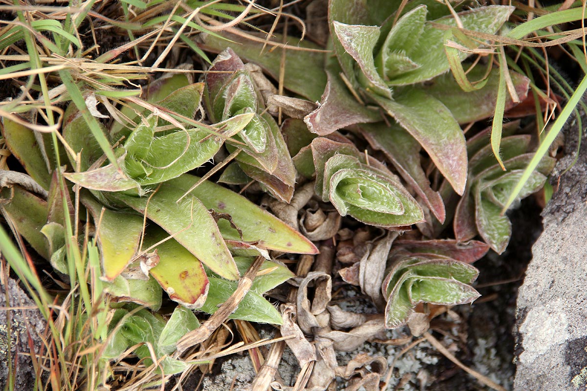 Cyanotis foecunda