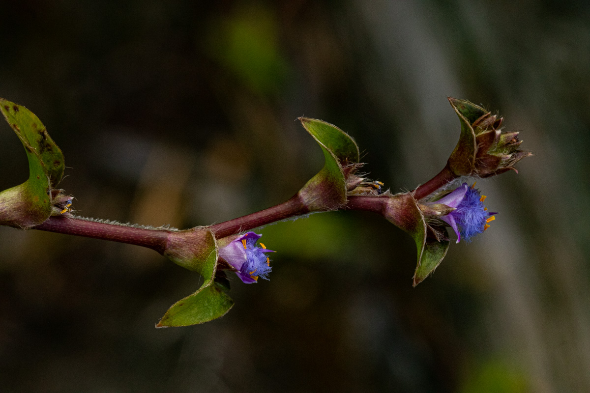 Cyanotis foecunda