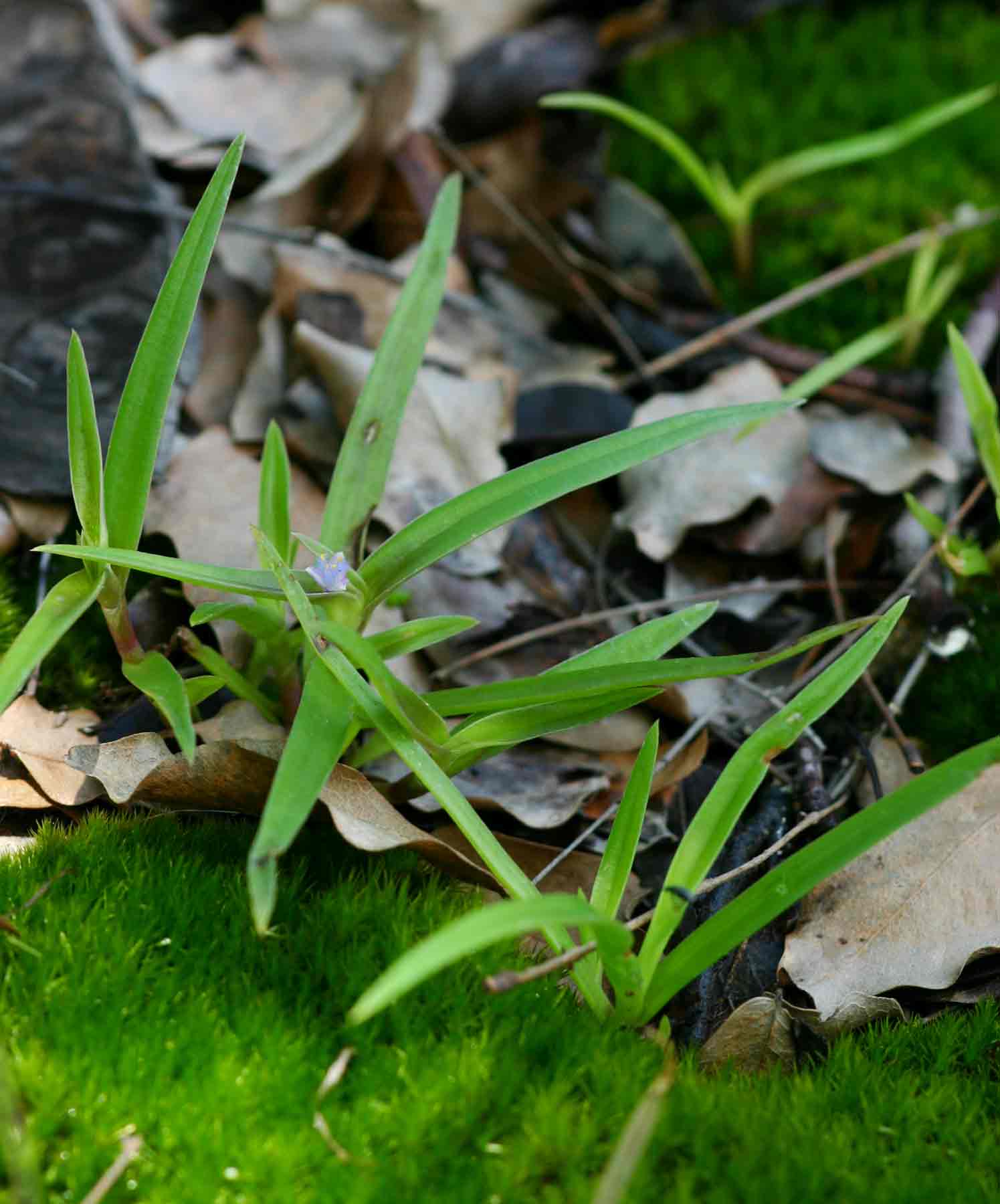 Cyanotis lanata
