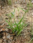 Cyanotis longifolia