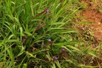 Cyanotis longifolia