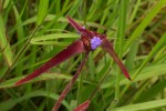 Cyanotis longifolia