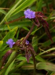 Cyanotis longifolia