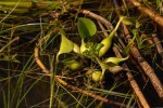 Eichhornia crassipes