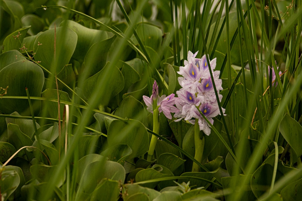 Eichhornia crassipes