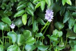 Pontederia crassipes