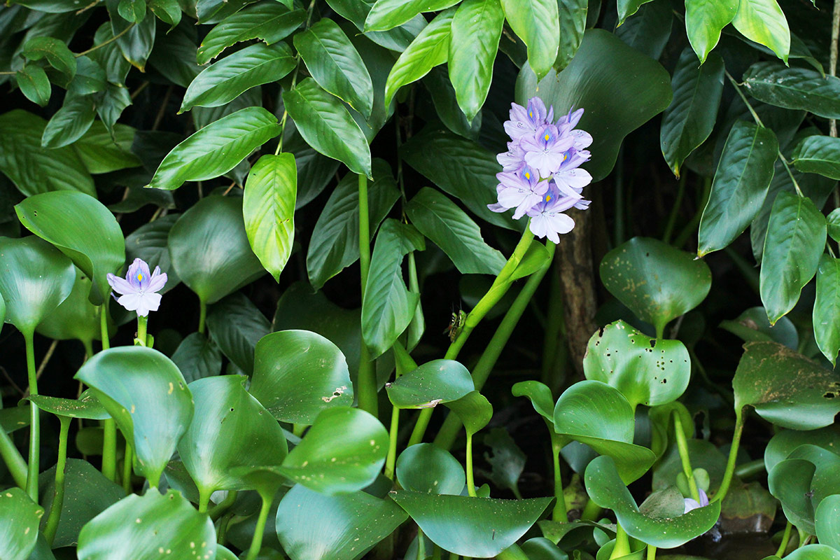 Pontederia crassipes Pontederia crassipes