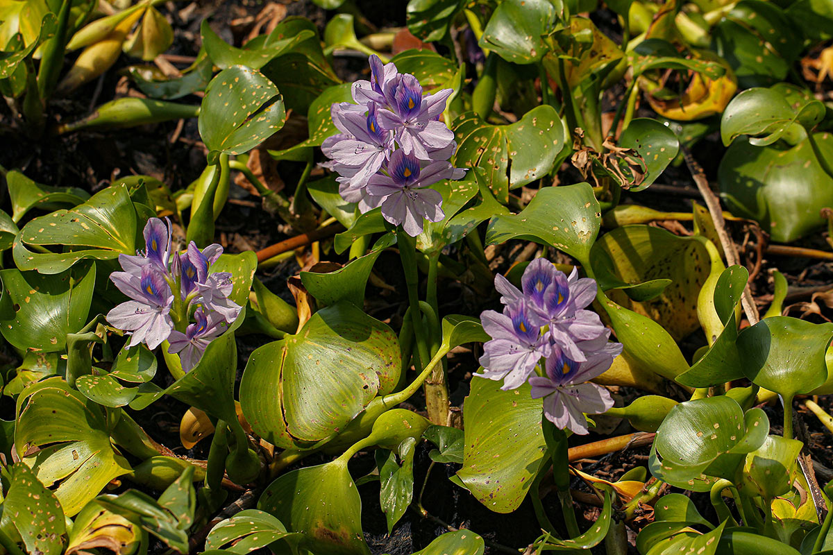 Pontederia crassipes Pontederia crassipes