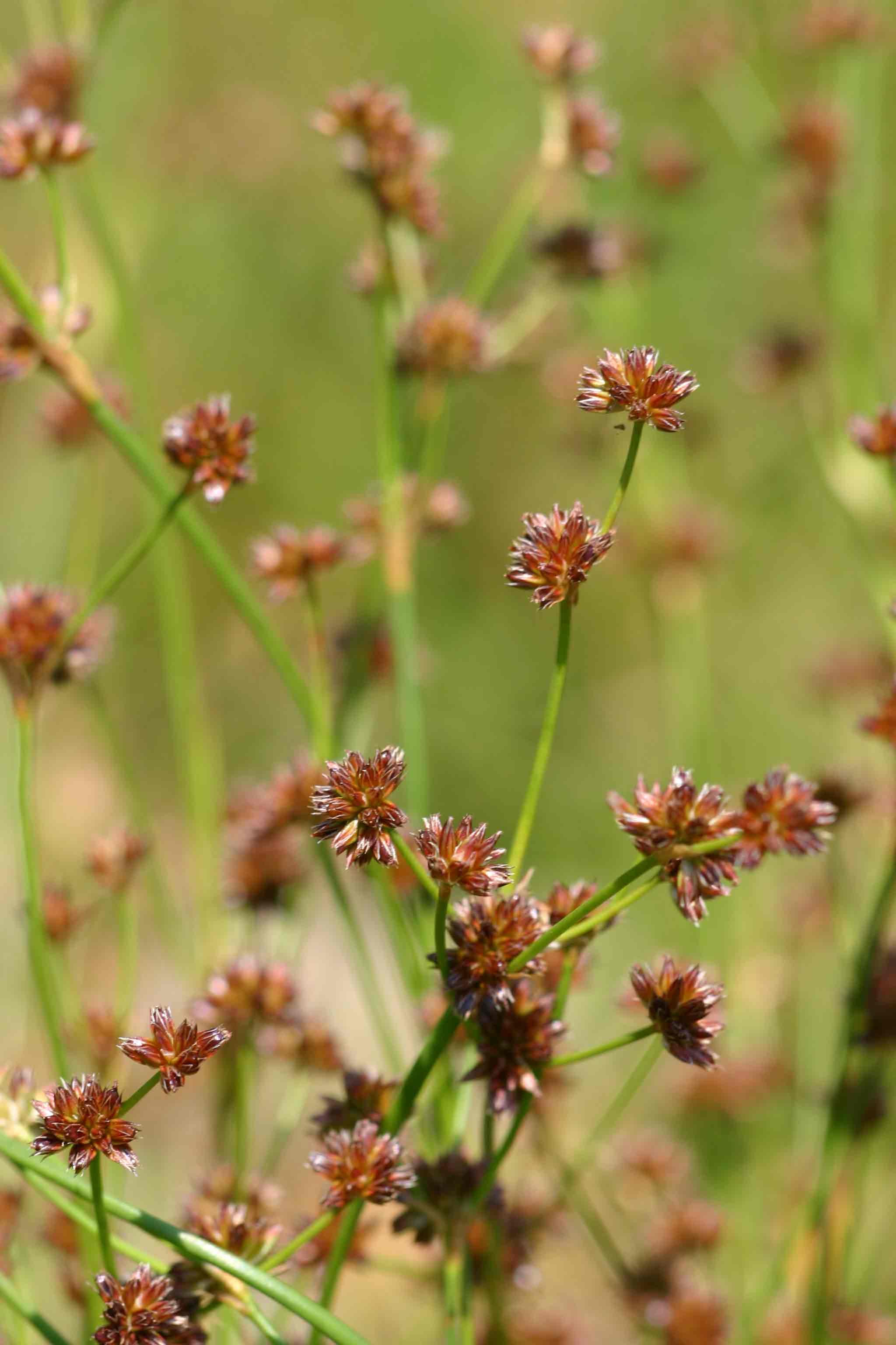 Juncus oxycarpus