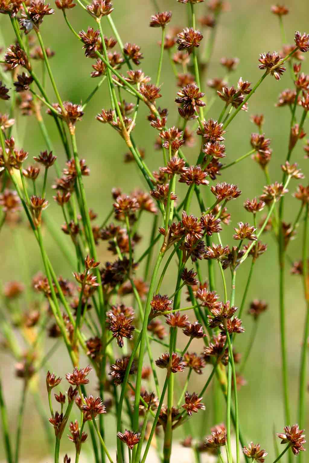 Juncus oxycarpus