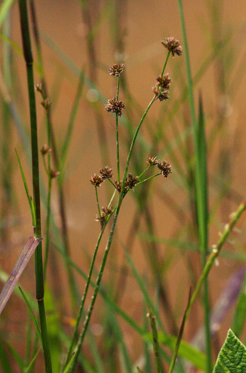 Juncus oxycarpus