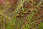 Juncus oxycarpus