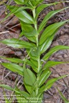Gloriosa superba