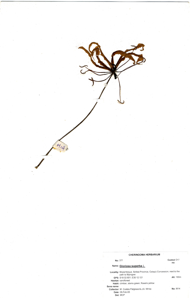Gloriosa superba