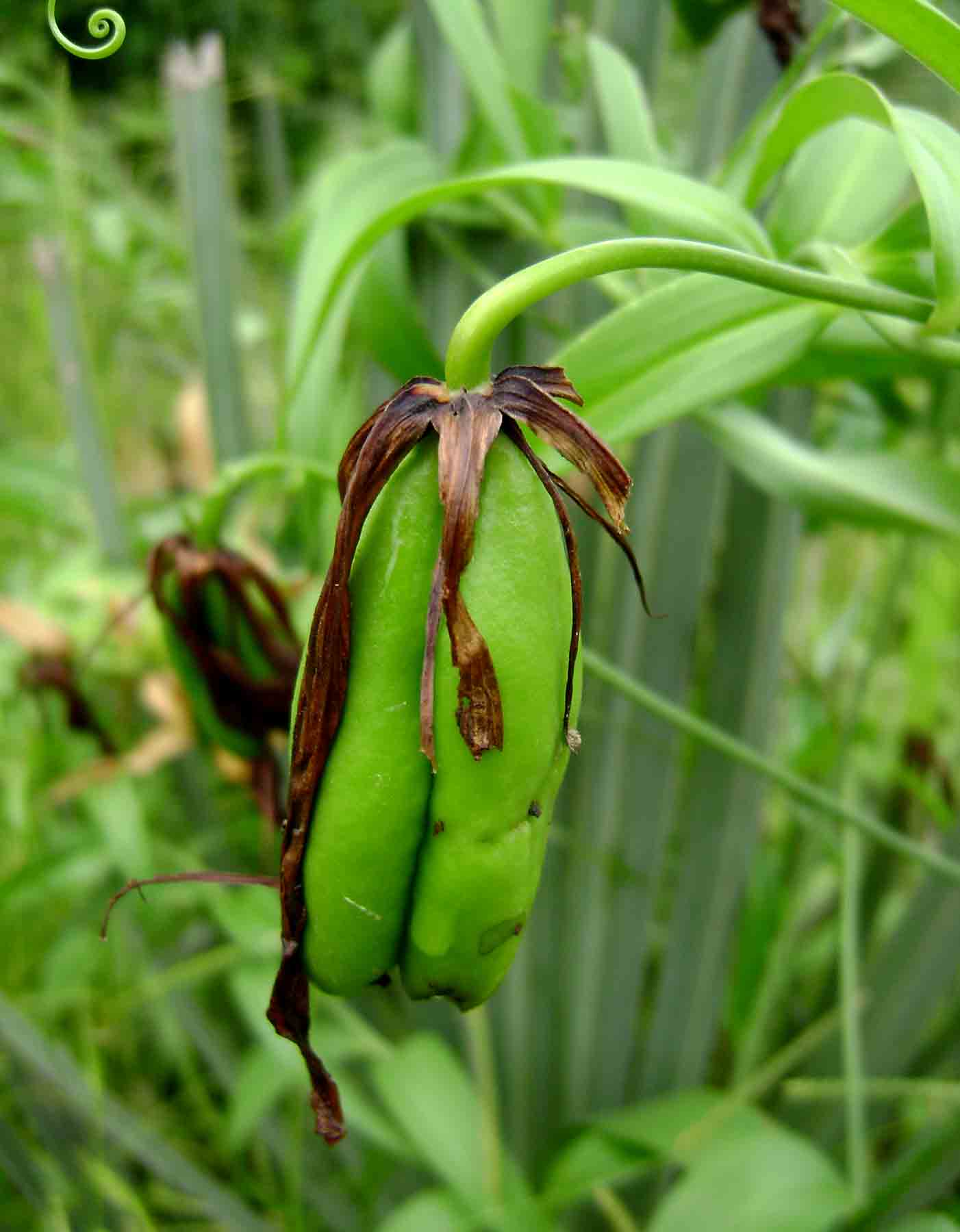 Gloriosa superba