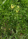 Gloriosa superba